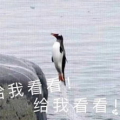 娱乐吃瓜君迅猛龙唱歌,迅猛龙跨界唱歌，音乐界新势力崛起