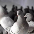 肉鸽养殖技术,高效益与科学管理指南