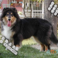 纯种苏格兰牧羊犬,忠诚伴侣与卓越牧羊犬的完美结合”