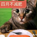 娱乐吃瓜酱猫打翻电视,猫儿打翻电视，娱乐吃瓜酱一幕成焦点