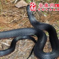 周公解梦 梦见死蛇,梦见死蛇的深层寓意与预示