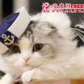 周公解梦 梦到猫,梦到猫的寓意与象征