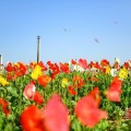 小满图片朋友圈文案说说配图 2020小满节气祝福语唯美句子朋友圈早安图片