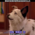 假如狗会说话娱乐吃瓜酱,娱乐吃瓜酱带你领略狗狗界的趣味日常