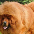 藏獒吃人事件,忠诚犬种背后的血腥真相